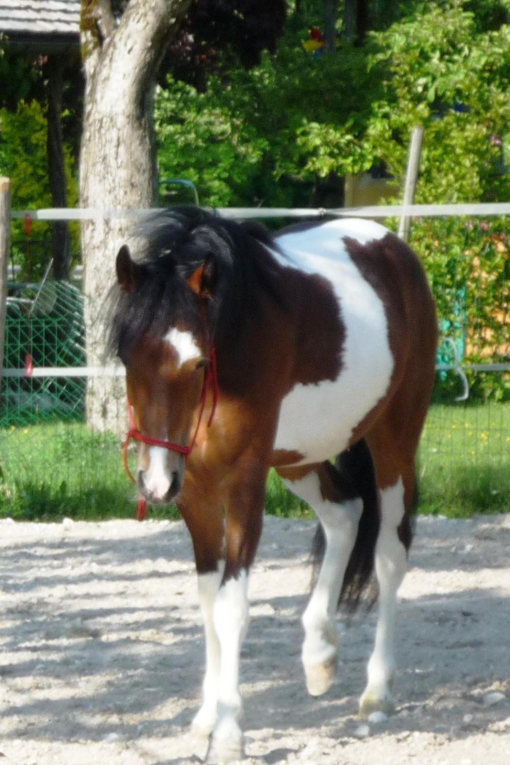 Ferienhof Unterfuehrholzergut Klaus an der Pyhrnbahn Buitenkant foto