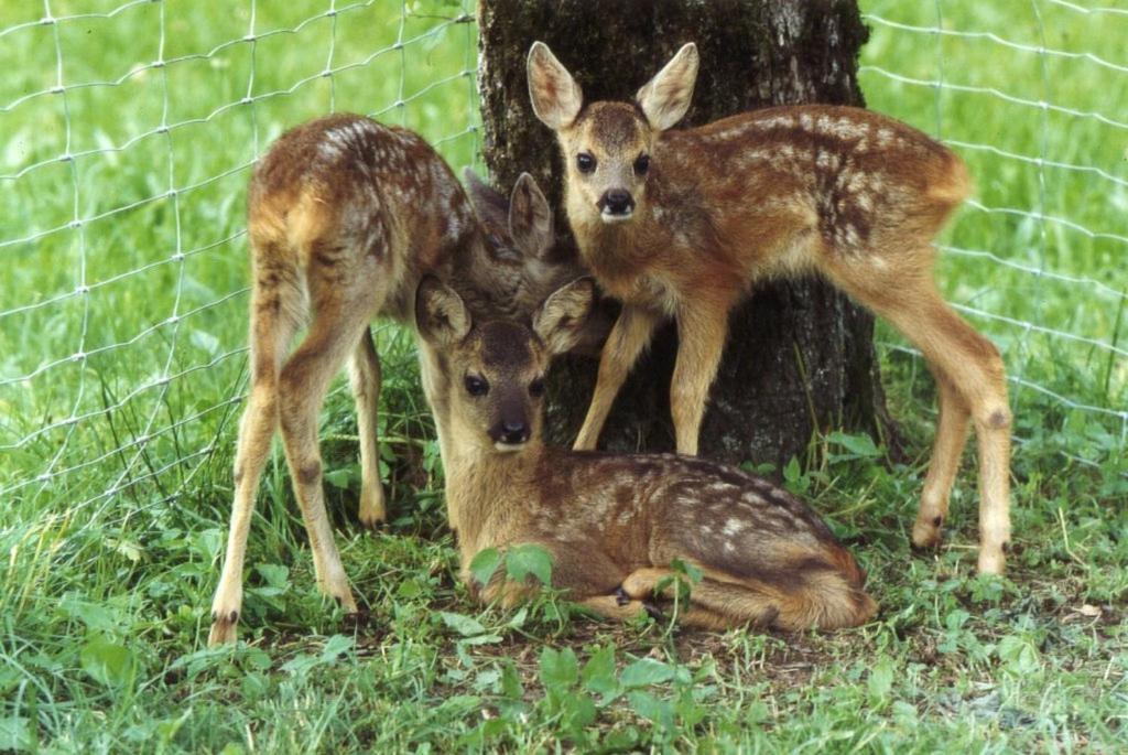 Ferienhof Unterfuehrholzergut Klaus an der Pyhrnbahn Buitenkant foto